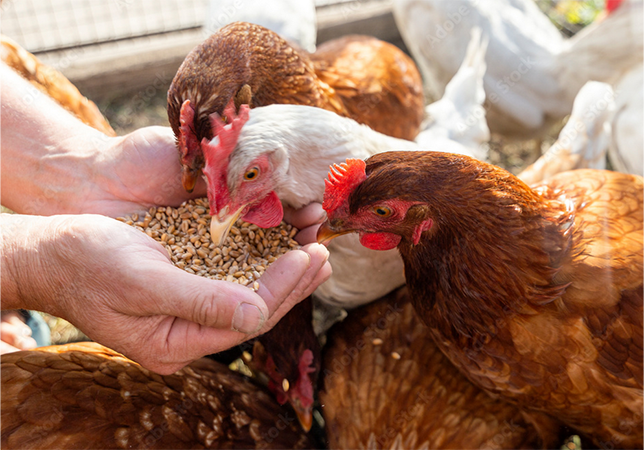 Tierfutter - Hühner die aus der Hand gefüttert werden