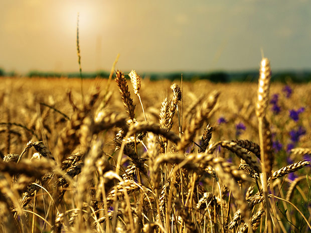 Kornfeld mit Ähren
