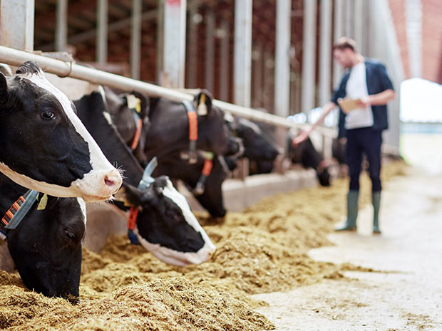 Kühe beim Fressen im Stall, im Hintergrund ein Landwirt